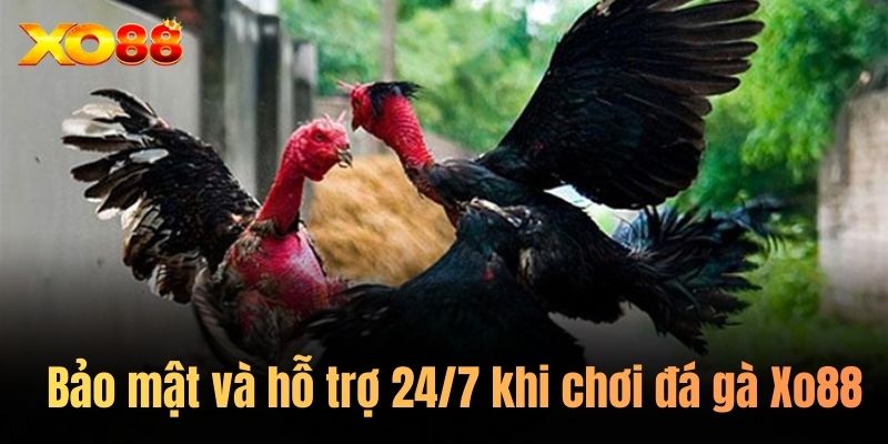Bảo mật và hỗ trợ 24/7 khi chơi đá gà Xo88