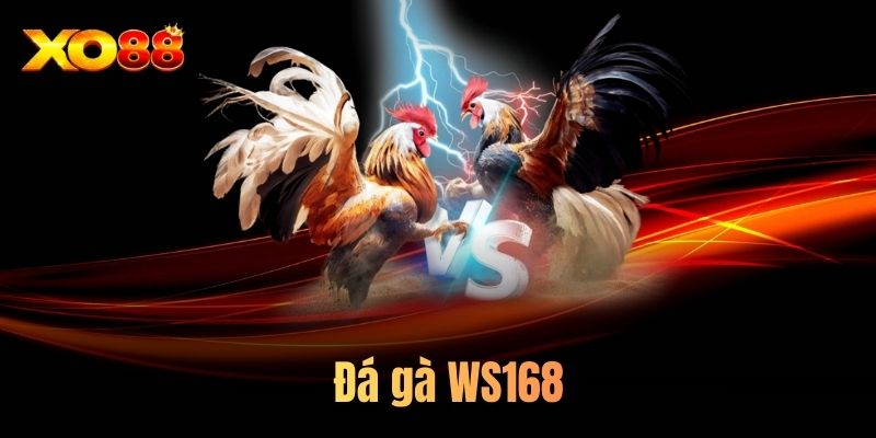 Đá gà WS168